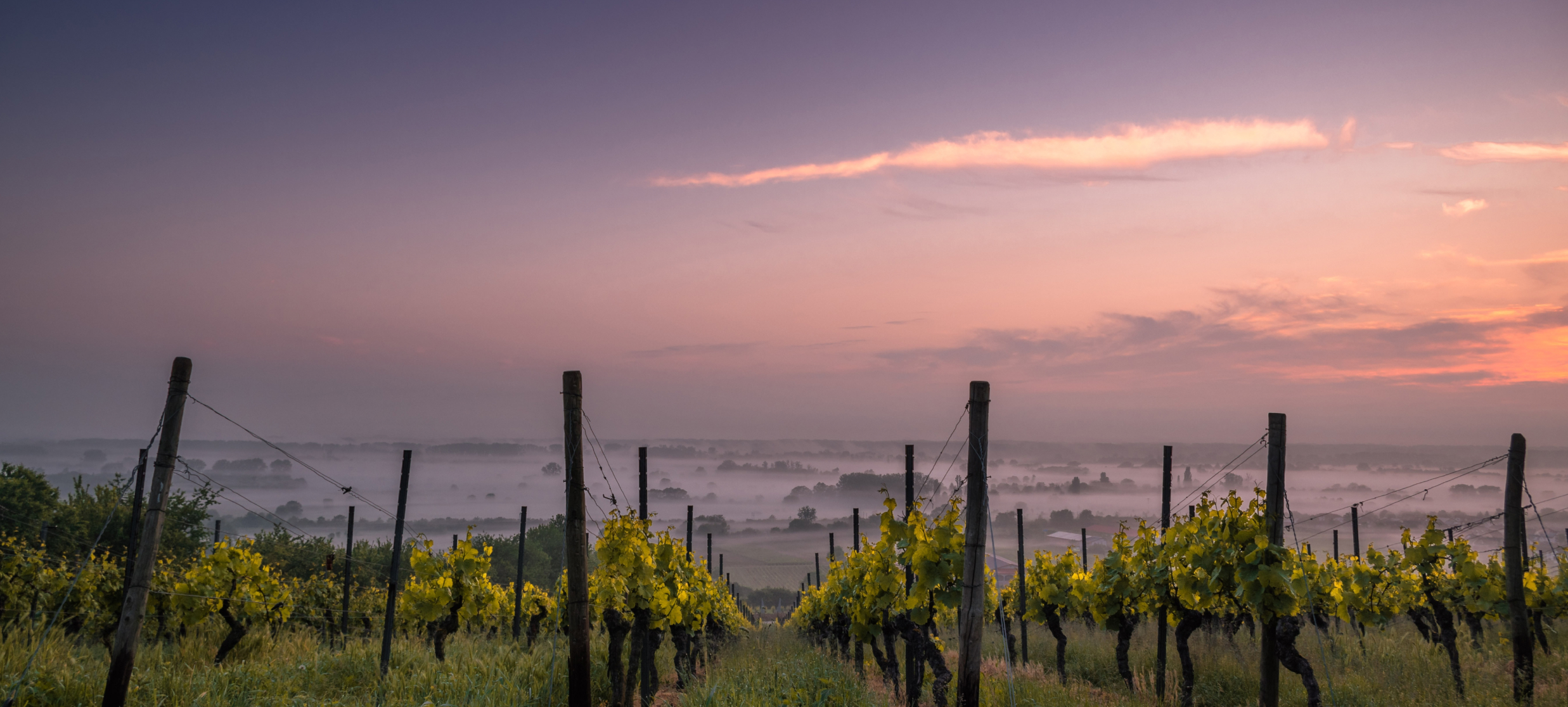 my-Biowein - Weinlandschaft im Sonnenuntergang Weinlandschaft im Sonnenuntergang